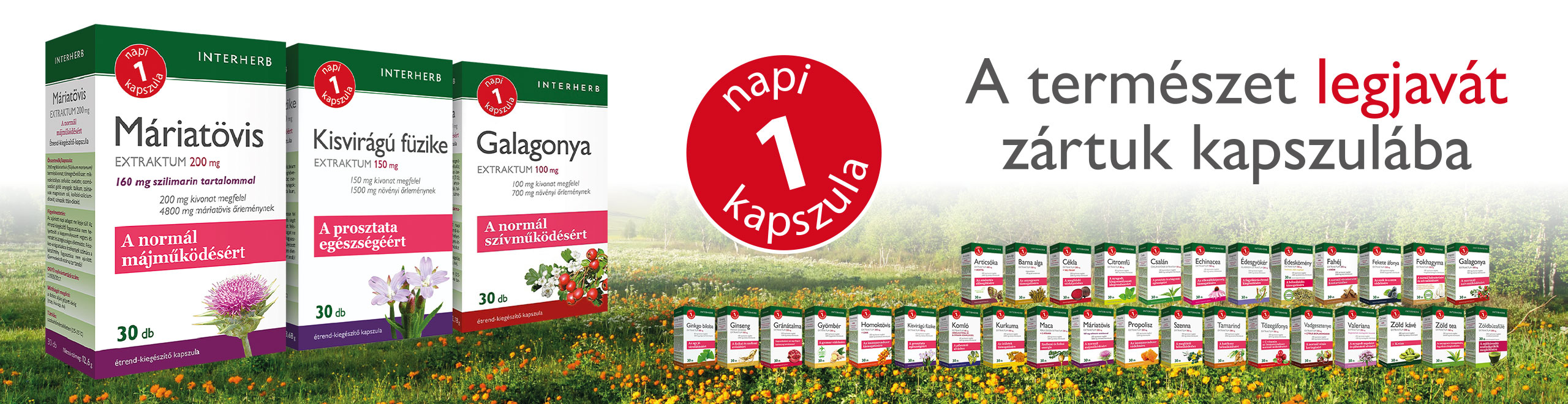 napi-1-banner-2025